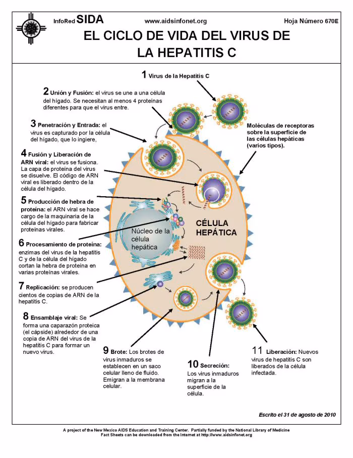 Hepatitis C y transfusiones de sangre